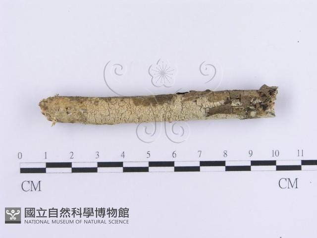 登錄號:F0012123藏品圖，第1張