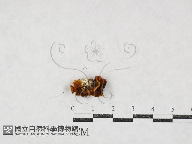 登錄號:F0027123藏品圖，第1張
