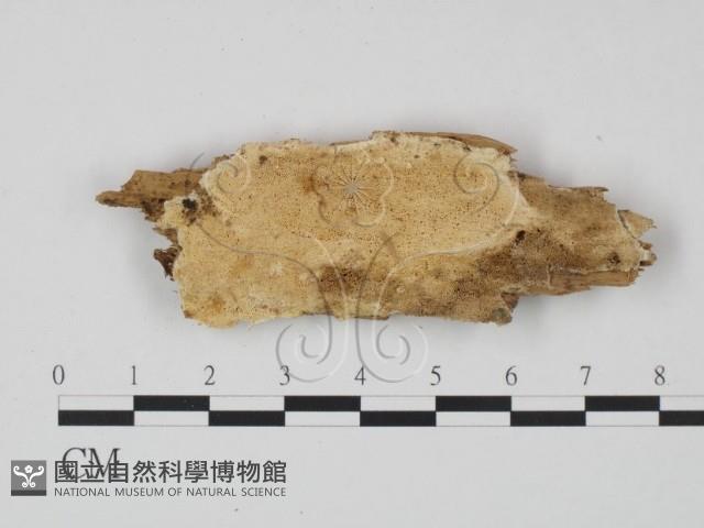 登錄號:F0007123藏品圖，第1張