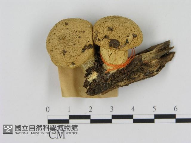 登錄號:F0017123藏品圖，第1張