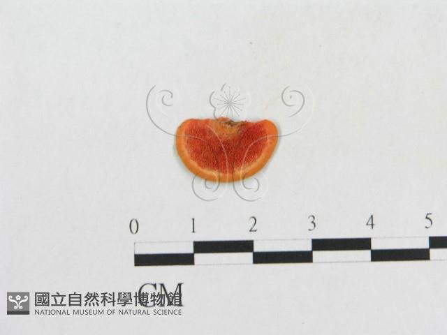 血紅密孔菌藏品圖，第1張