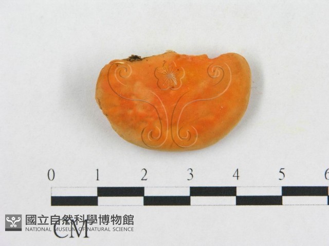 血紅密孔菌藏品圖，第1張