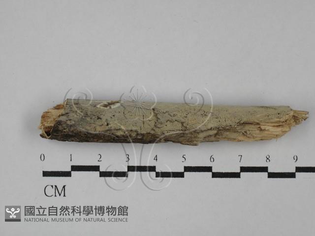 登錄號:F0029123藏品圖，第1張