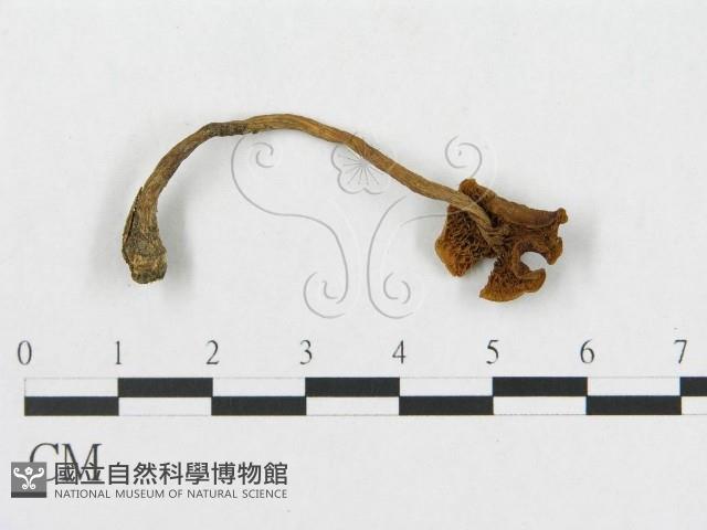 登錄號:F0019123藏品圖，第1張