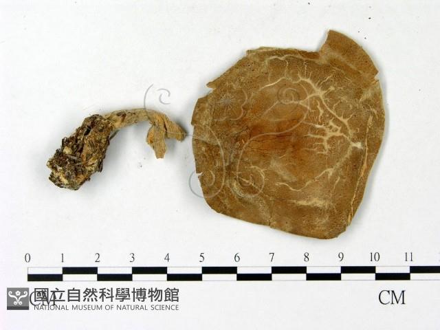 登錄號:F0023123藏品圖，第1張