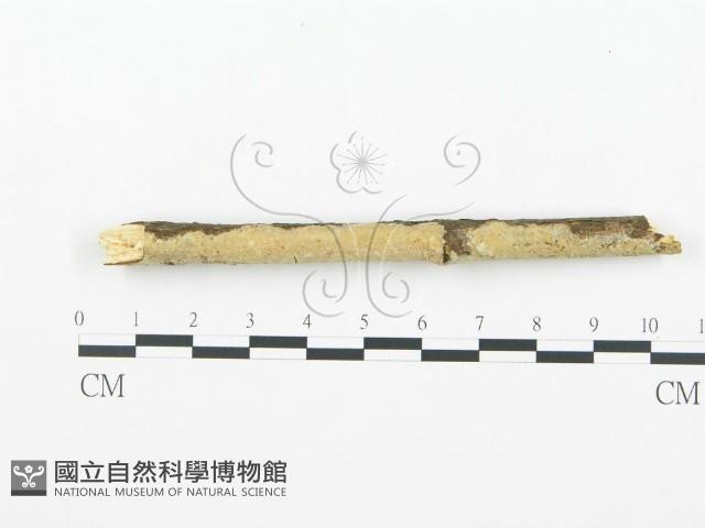 登錄號:F0003123藏品圖，第1張