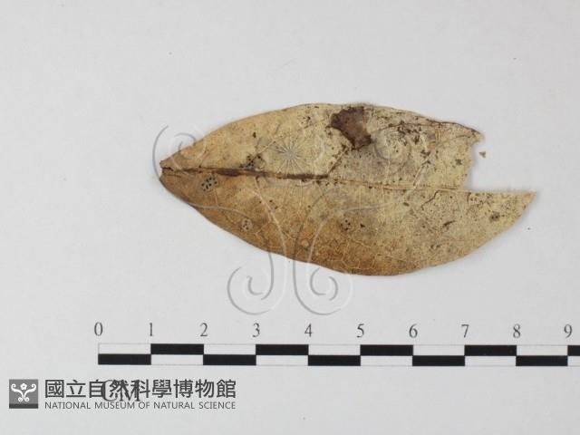 小皮傘屬藏品圖，第1張
