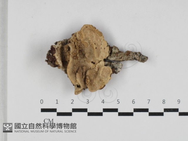 登錄號:F0033123藏品圖，第1張