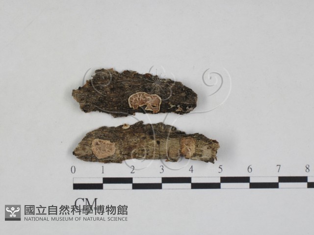 登錄號:F0028023藏品圖，第1張