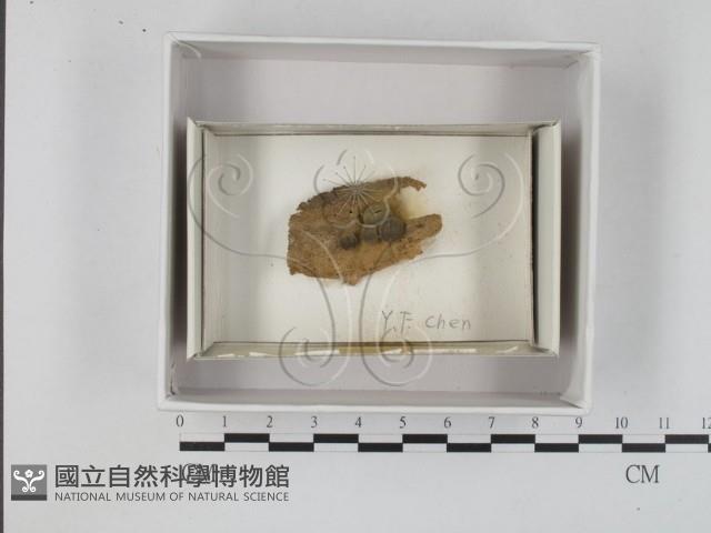 館號:F0018023藏品圖，第1張