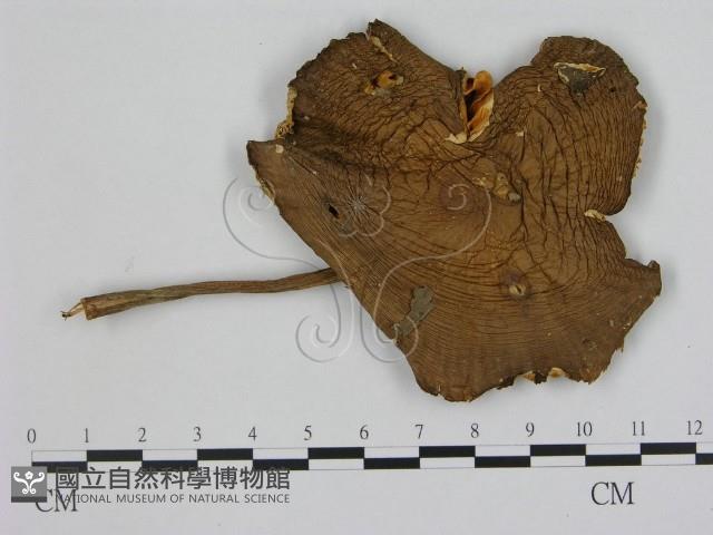 登錄號:F0020023藏品圖，第1張