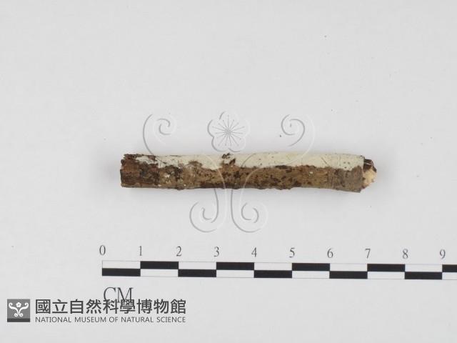 冇骨消絲齒菌藏品圖，第1張