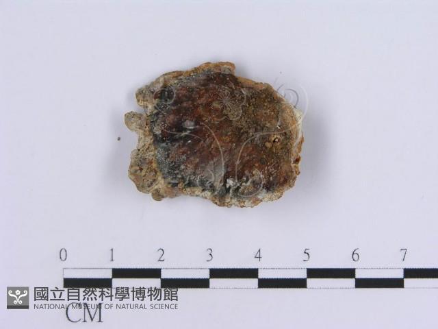 登錄號:F0010023藏品圖，第1張