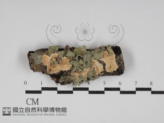 登錄號:F0030023藏品圖，第1張