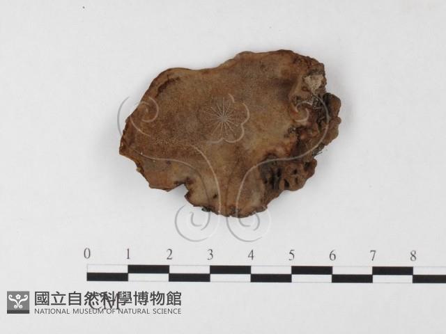 木層孔菌屬藏品圖，第1張