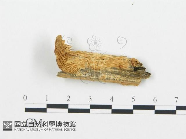 登錄號:F0006023藏品圖，第1張