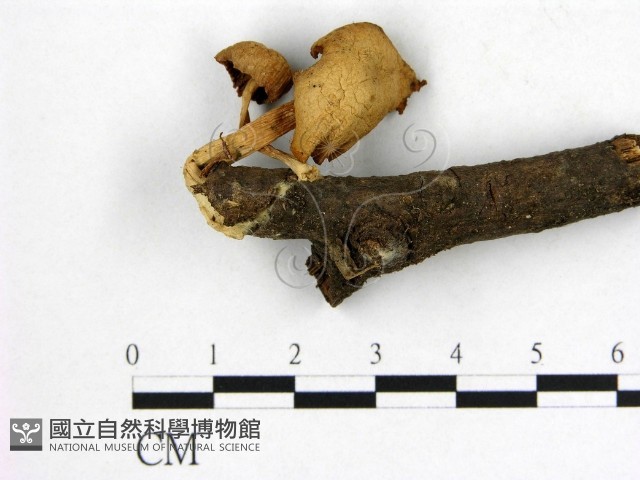 登錄號:F0016023藏品圖，第1張