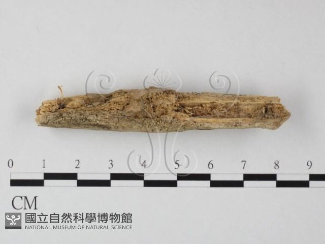 登錄號:F0001023藏品圖，第1張