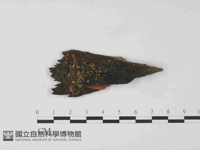 登錄號:F0024023藏品圖，第1張