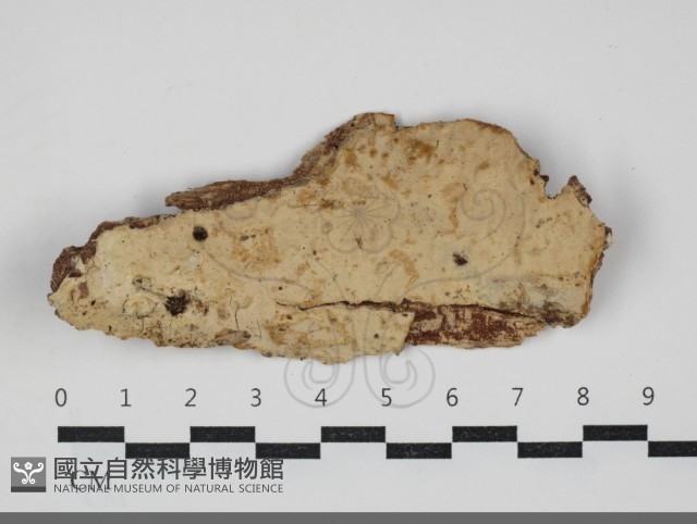 顯絲菌屬藏品圖，第1張