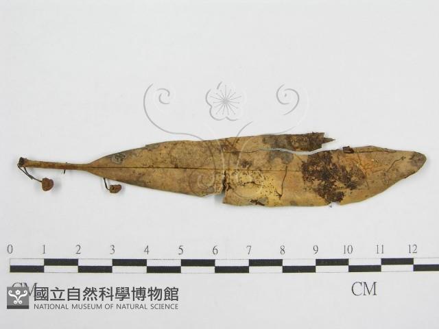 微皮傘屬藏品圖，第1張