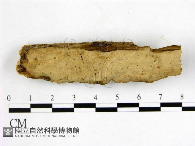 登錄號:F0012023藏品圖，第1張