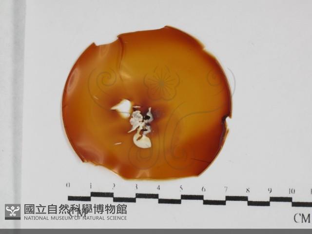 登錄號:F0032023藏品圖，第1張