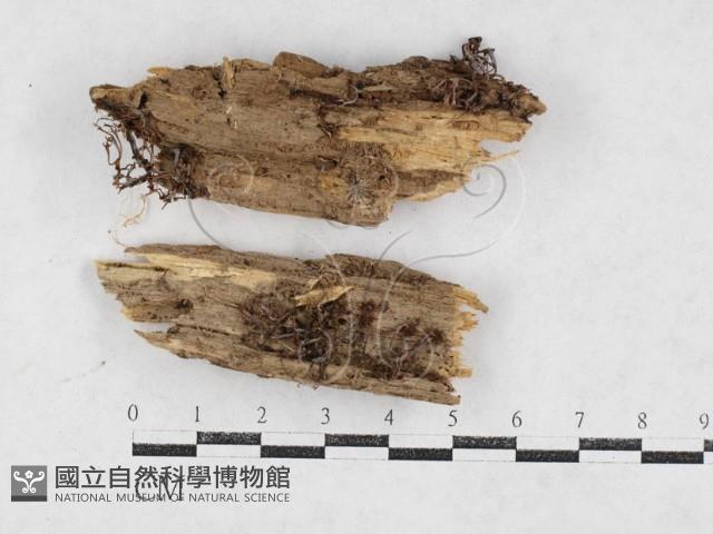 登錄號:F0027023藏品圖，第1張