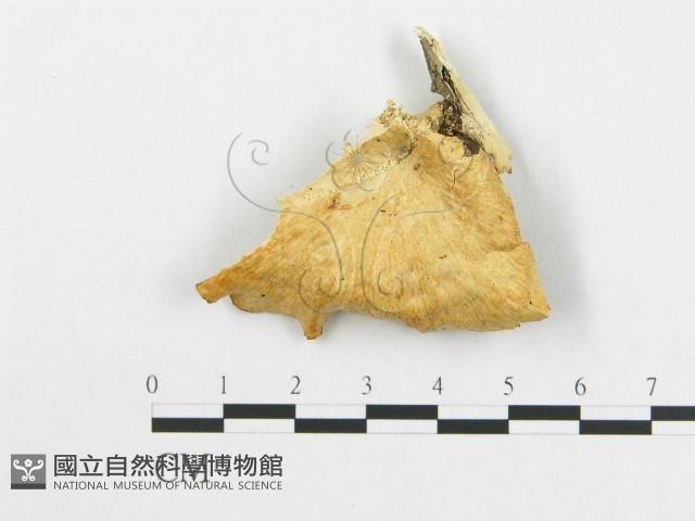 登錄號:F0007023藏品圖，第1張