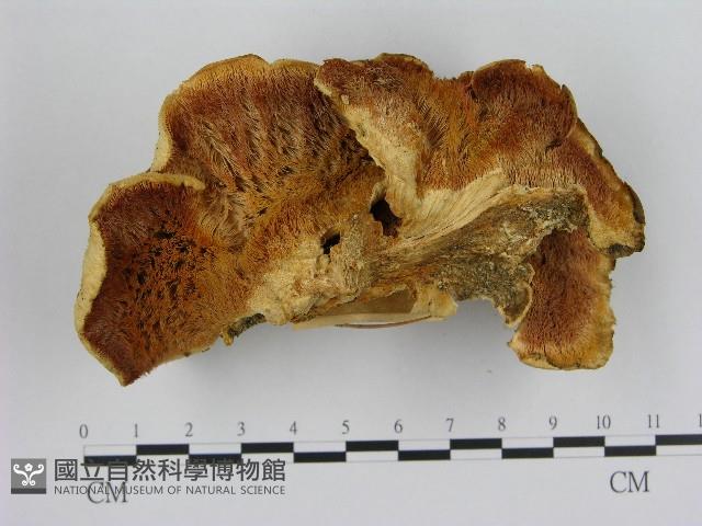 登錄號:F0017023藏品圖，第1張