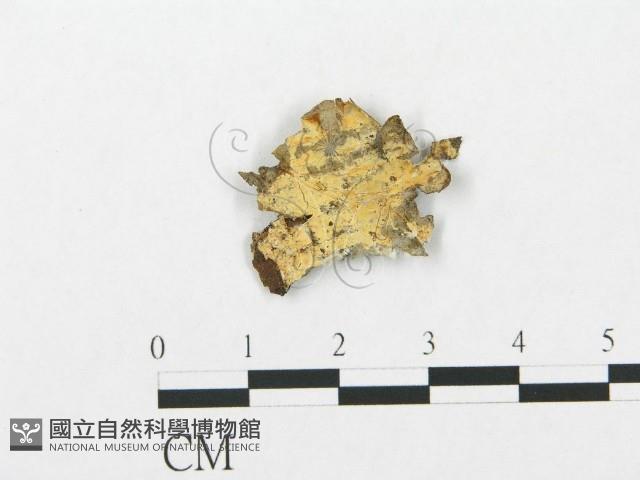 登錄號:F0005023藏品圖，第1張