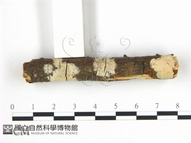 柱擔菌屬藏品圖，第1張