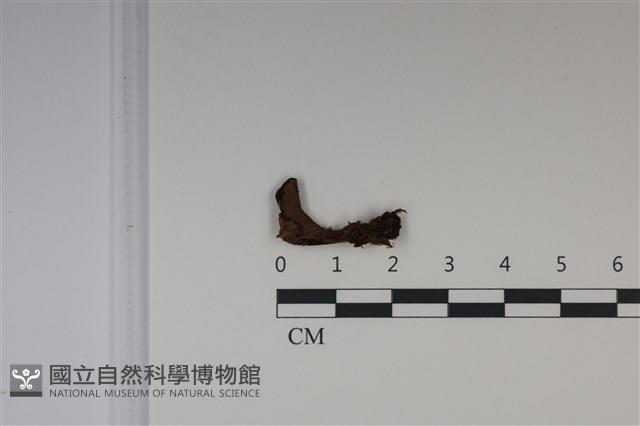 登錄號:F0035023藏品圖，第1張