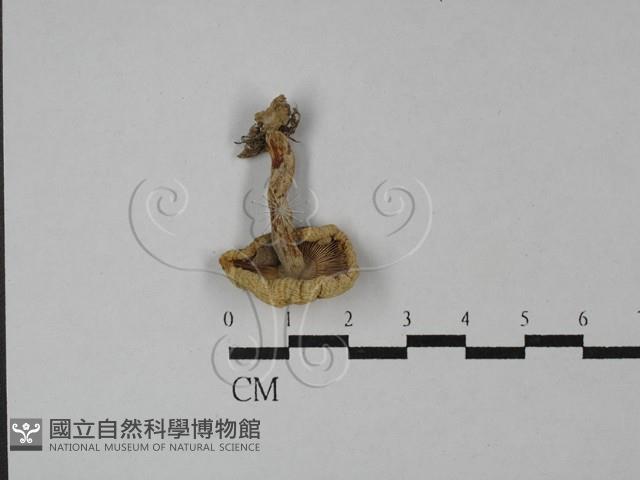紅菇屬藏品圖，第1張