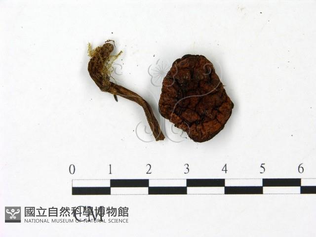 登錄號:F0023023藏品圖，第1張