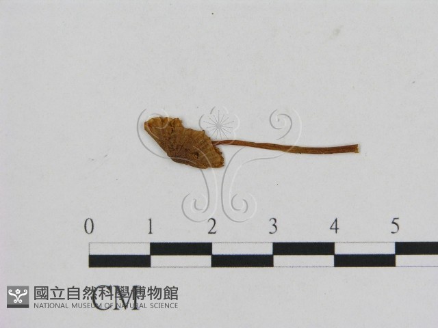 小菇屬藏品圖，第1張