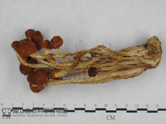 登錄號:F0013023藏品圖，第1張