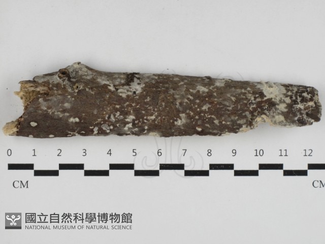 登錄號:F0033023藏品圖，第1張