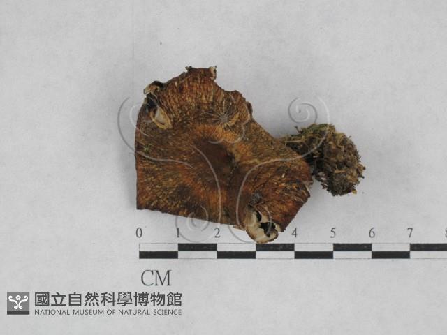 乳菇屬藏品圖，第1張