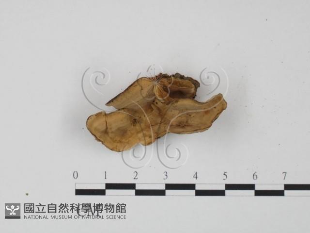 韌革菌屬藏品圖，第1張