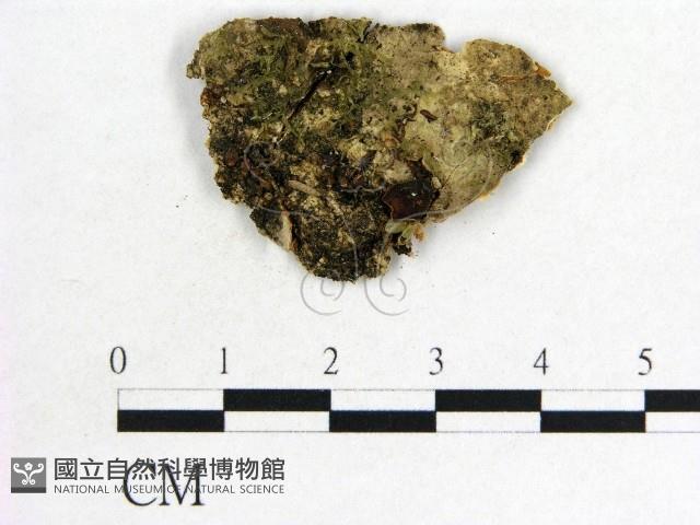 木耳屬藏品圖，第1張