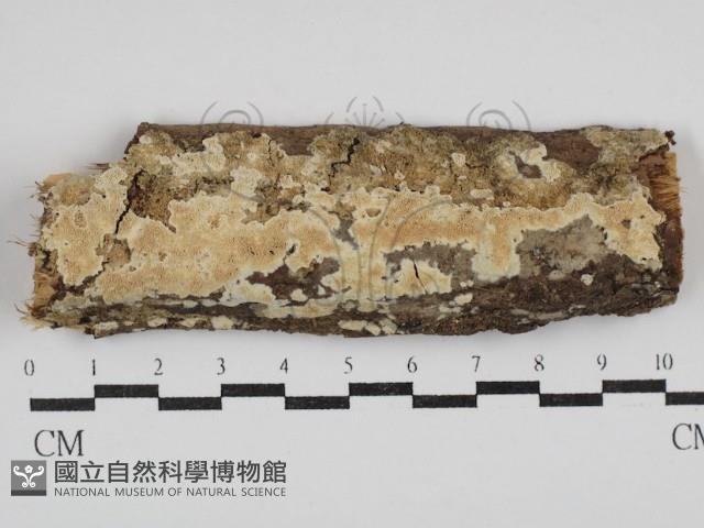 絲齒菌屬藏品圖，第1張