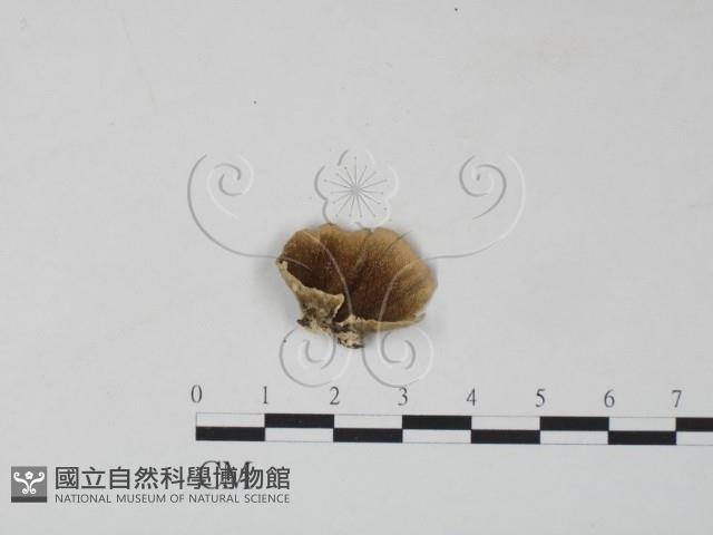 雲芝藏品圖，第1張