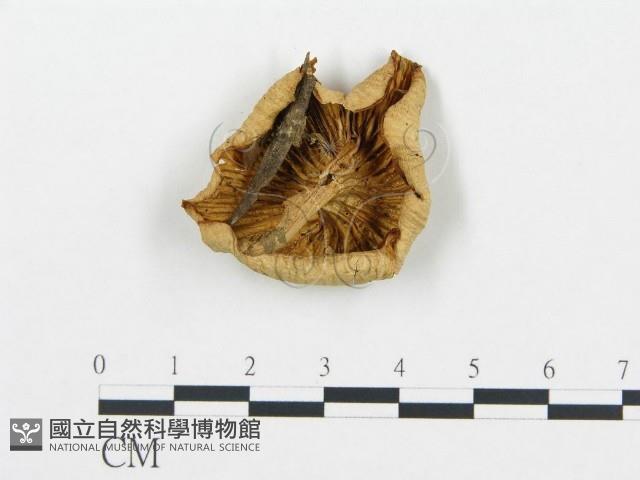 杯傘屬藏品圖，第1張