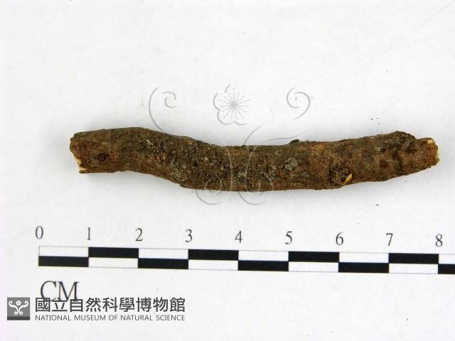 登錄號:F0011323藏品圖，第1張