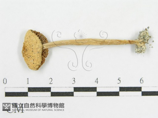 變色糞傘藏品圖，第1張