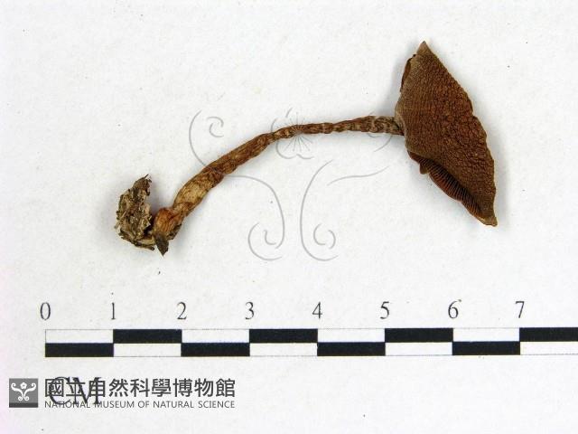 登錄號:F0014323藏品圖，第1張