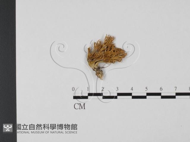 登錄號:F0022323藏品圖，第1張