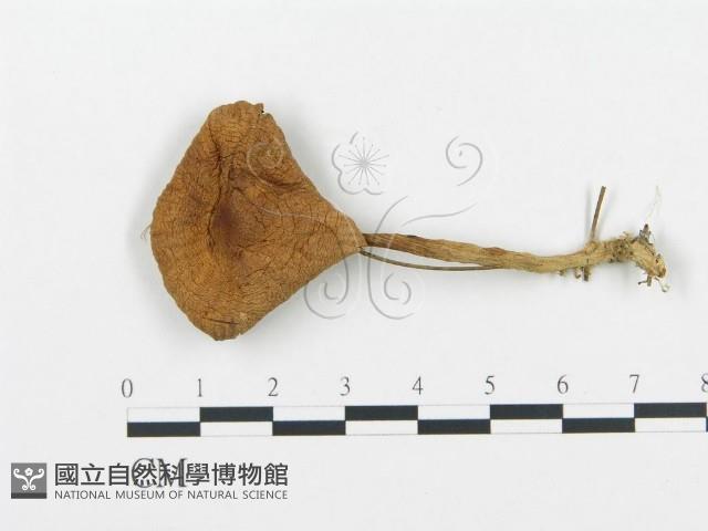 杯傘屬藏品圖，第1張