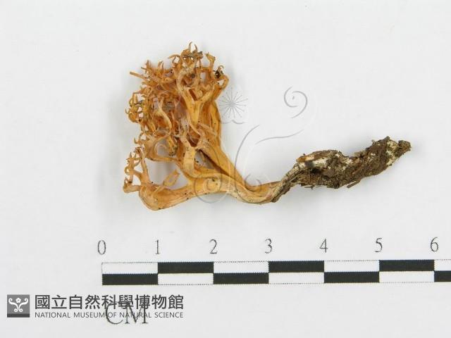 登錄號:F0012323藏品圖，第1張